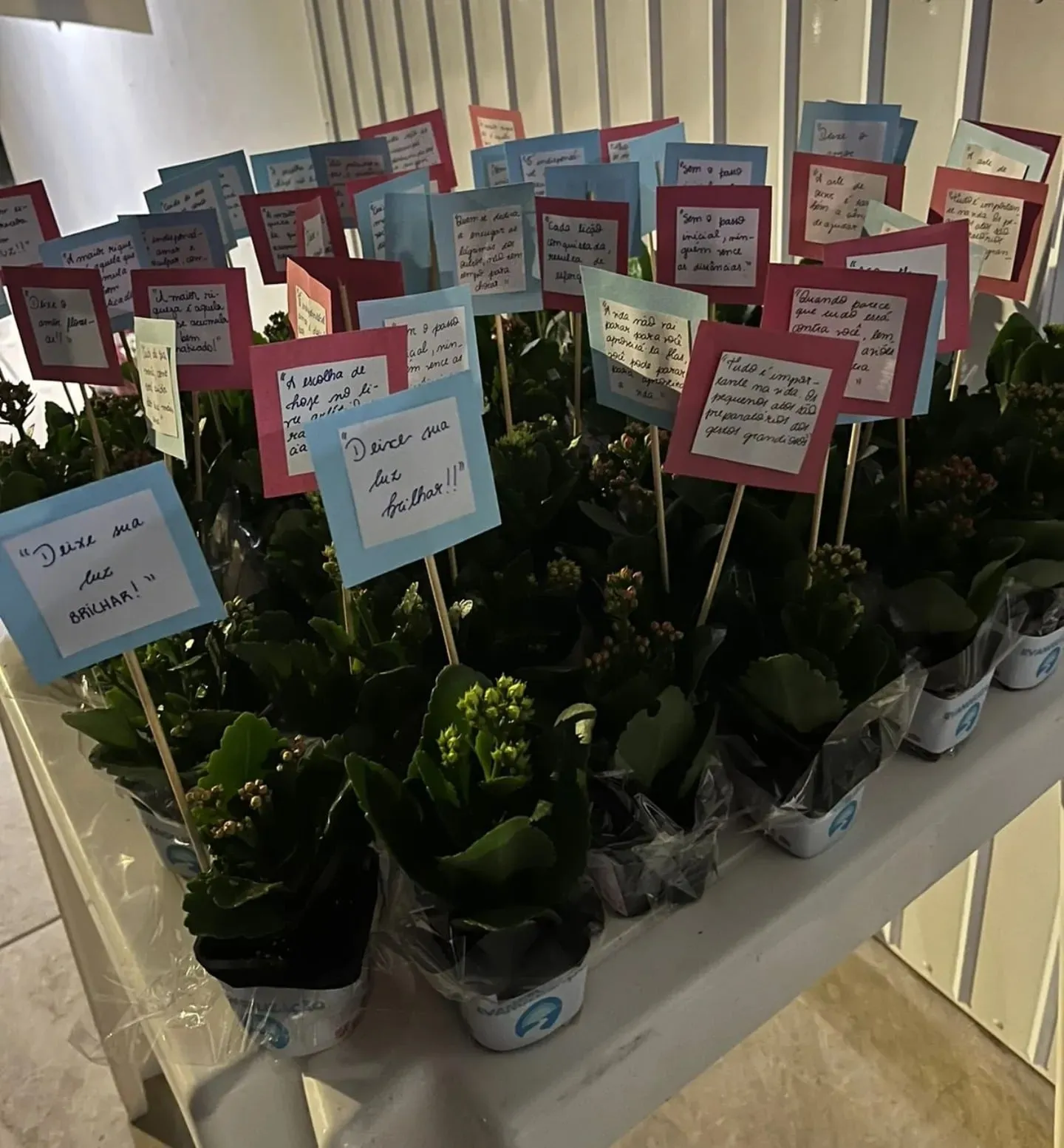 Mudas de plantas em vasinhos, cada uma com um bilhete, arrumadas para doação.